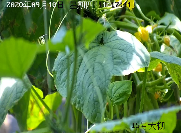 溫室大棚氣象監測站圖片3 溫室大棚氣象監測站圖片3