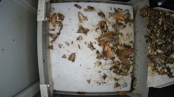 倉儲蟲害監(jiān)測設(shè)備圖片3 倉儲蟲害監(jiān)測設(shè)備圖片3