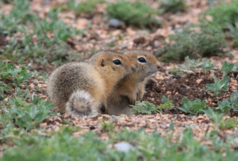 物聯網AEEMS智慧鼠害監測系統圖片