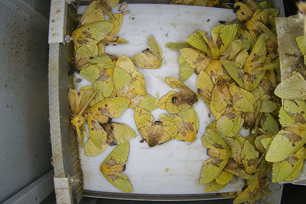 蟲情測報設備圖片5 蟲情測報設備圖片5